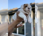Small Photo #4 Bulldog Puppy For Sale in BRKN ARW, OK, USA