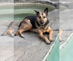 Small #3 Labrador Retriever Mix