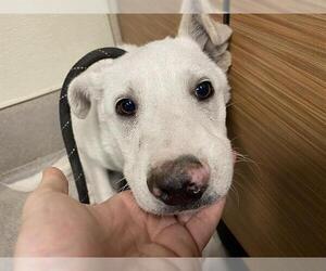 German Shepherd Dog-Unknown Mix Dogs for adoption in Modesto, CA, USA