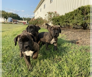 Cane Corso Puppy for sale in CENTREVILLE, MD, USA