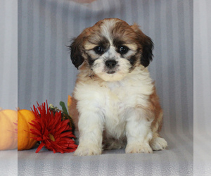 Zuchon Puppy for sale in NARVON, PA, USA