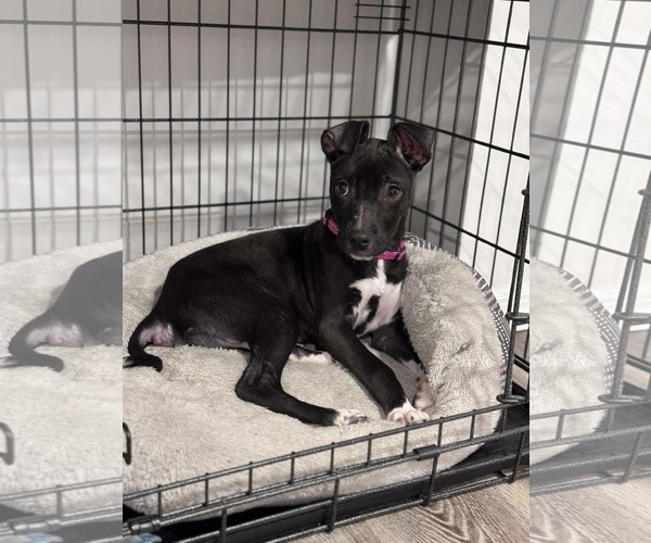 Medium Photo #2 Retriever -Unknown Mix Puppy For Sale in Woodbury, NY, USA