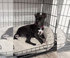 Retriever -Unknown Mix Dogs for adoption in Woodbury, NY, USA