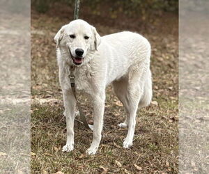 Golden Pyrenees Dogs for adoption in Attalka, AL, USA