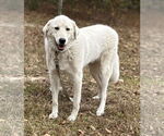 Doug - Male Golden Pyrenees Dog for Adoption - Small photo