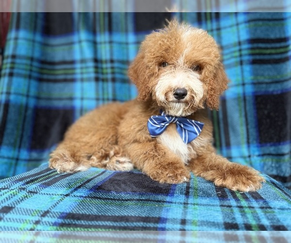 Medium Photo #3 Cockapoo (Miniature) Puppy For Sale in LAKELAND, FL, USA