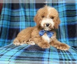 Small #2 Cockapoo (Miniature)