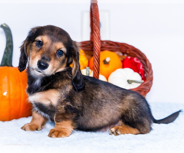 Medium Photo #1 Dachshund Puppy For Sale in WAKARUSA, IN, USA