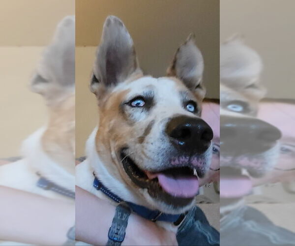 Medium Photo #5 Mutt Puppy For Sale in Mesa, AZ, USA