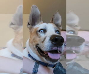 Trotter - Male Mutt Dog for Adoption - Photo #5