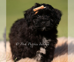 Small #1 Yorkipoo
