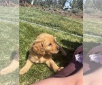 Small #41 Golden Retriever