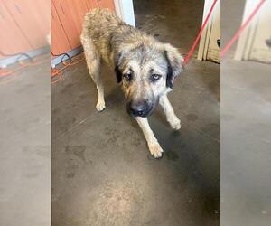 Anatolian Shepherd Dogs for adoption in Santa Cruz, CA, USA