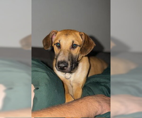 Medium Photo #4 Great Dane-Unknown Mix Puppy For Sale in Pleasanton, TX, USA