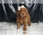 Puppy Kai AKC Poodle (Toy)