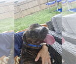 Small #1 Bullboxer Pit