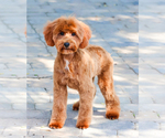 Small #5 Goldendoodle