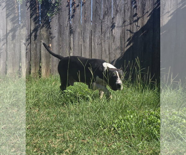 Medium Photo #7 American Staffordshire Terrier-Unknown Mix Puppy For Sale in Jackson, MS, USA