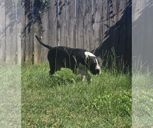 Sampson - Male American Staffordshire Terrier-Unknown Mix Dog for Adoption - Photo #7
