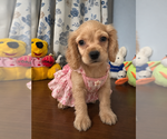 Small #20 Cocker Spaniel