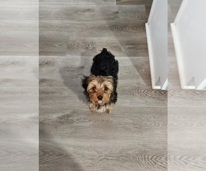 Yorkshire Terrier Puppy for sale in MEBANE, NC, USA