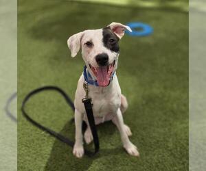Mutt Dogs for adoption in Las Vegas, NV, USA