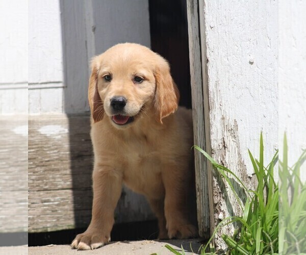 Medium Photo #2 Golden Irish Puppy For Sale in JONES, MI, USA