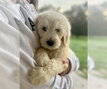 Small Photo #15 Goldendoodle Puppy For Sale in SOUTHBURY, CT, USA