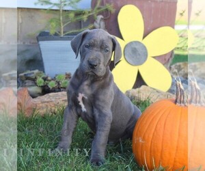 Great Dane Puppy for sale in BROGUE, PA, USA