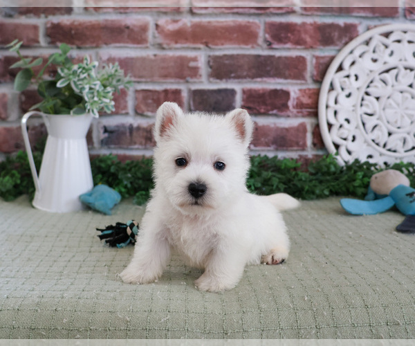 Medium Photo #1 West Highland White Terrier Puppy For Sale in SYRACUSE, IN, USA