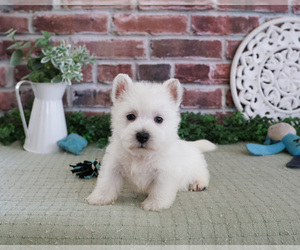 West Highland White Terrier Puppy for sale in SYRACUSE, IN, USA