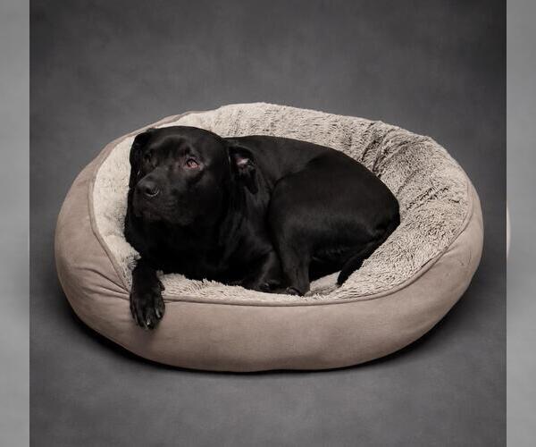 Medium Photo #5 Labrador Retriever-Unknown Mix Puppy For Sale in Rockwall, TX, USA
