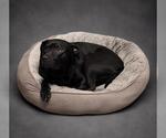 Small #4 Labrador Retriever Mix