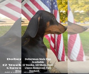 Doberman Pinscher Puppy for sale in LE GRAND, CA, USA