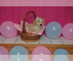 Small Photo #7 Golden Retriever Puppy For Sale in WEBSTER CITY, IA, USA