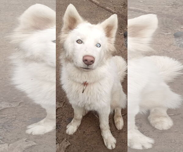 Medium Photo #6 Samoyed-Siberian Husky Mix Puppy For Sale in Pacific grove , CA, USA