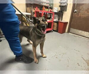 German Shepherd Dog Dogs for adoption in Ocala, FL, USA