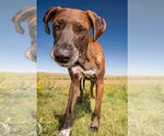 Small #17 Great Dane-Labrador Retriever Mix