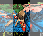 Small #7 Pug