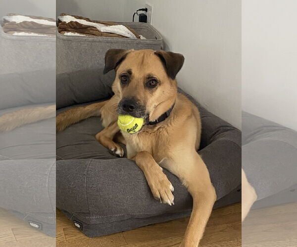 Medium Photo #5 Mutt Puppy For Sale in Woodbury, NY, USA