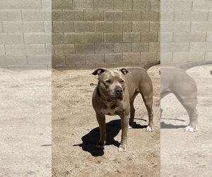 PUDGE - Male American Pit Bull Terrier-Unknown Mix Dog for Adoption - Photo #13