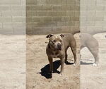 Small #12 American Pit Bull Terrier Mix