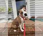 Small American Pit Bull Terrier