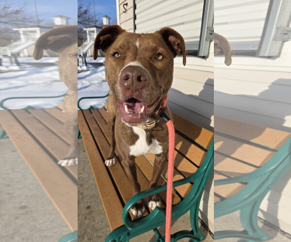 Medium Photo #5 Mutt Puppy For Sale in Rockaway, NJ, USA