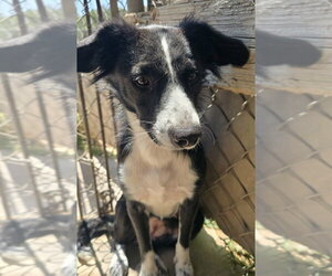 Callie - Female Border-Aussie Dog for Adoption - Photo #4