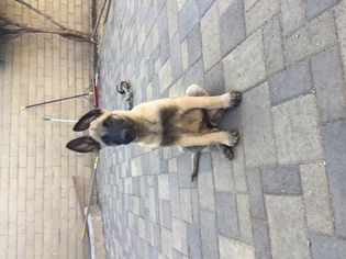 Belgian Malinois Puppy for sale in ONTARIO, CA, USA