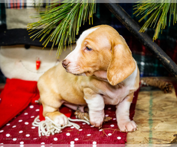 Medium Photo #30 Dachshund Puppy For Sale in WAKARUSA, IN, USA