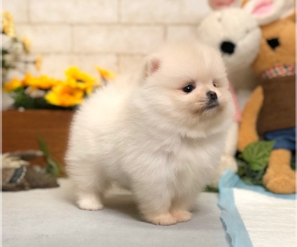 Medium Photo #5 Pomeranian Puppy For Sale in SAN FRANCISCO, CA, USA