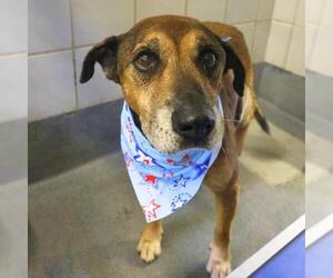 Labrador Retriever-Unknown Mix Dogs for adoption in San Antonio, TX, USA