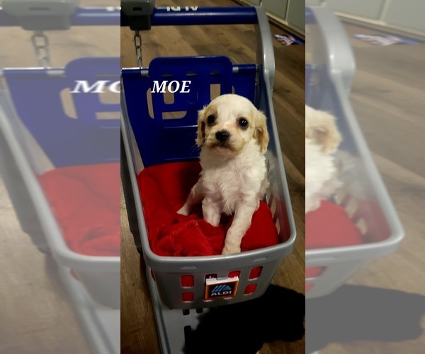 Medium Photo #1 Cavapoo (Miniature) Puppy For Sale in WENTWORTH, MO, USA